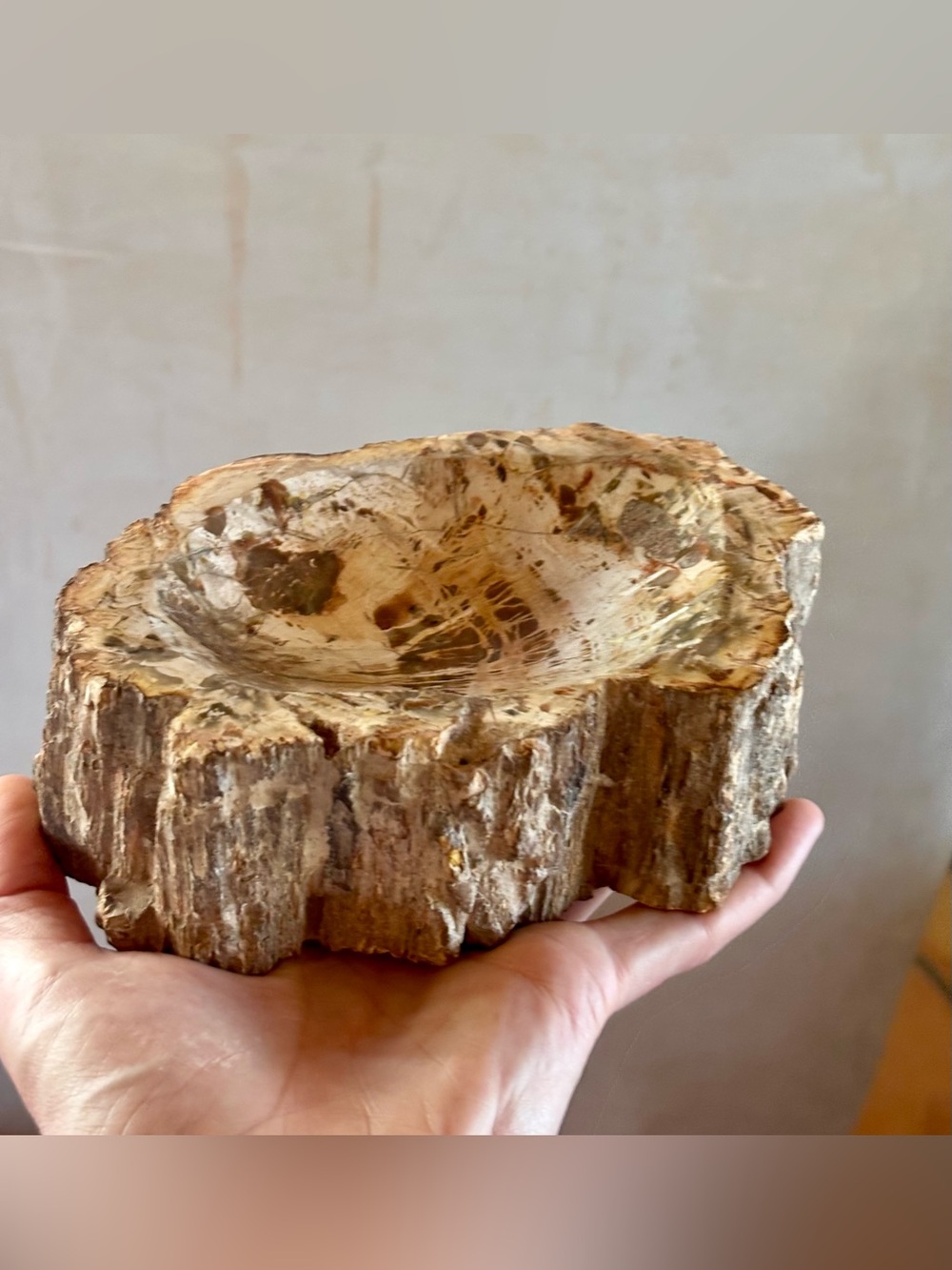 3.4lb Petrified Wood Bowl | Natural Fossil Wood | Earth Tones | Polished Stone